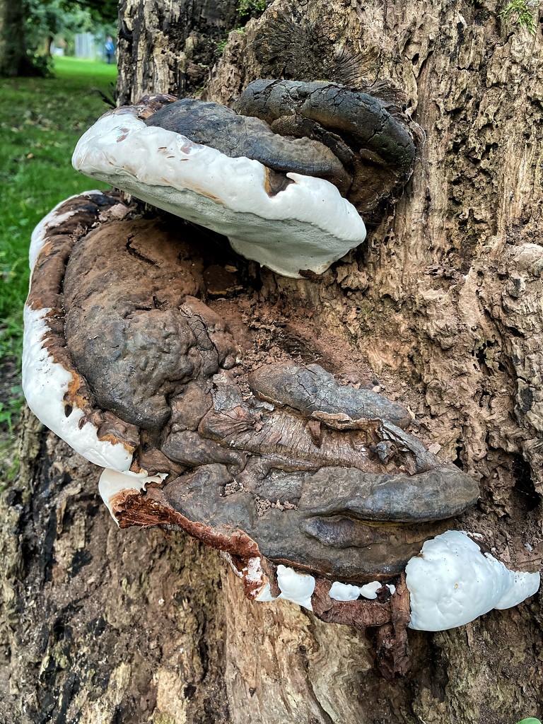 Large fungi! by mollw
