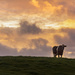 Steer at Sunrise by nickspicsnz