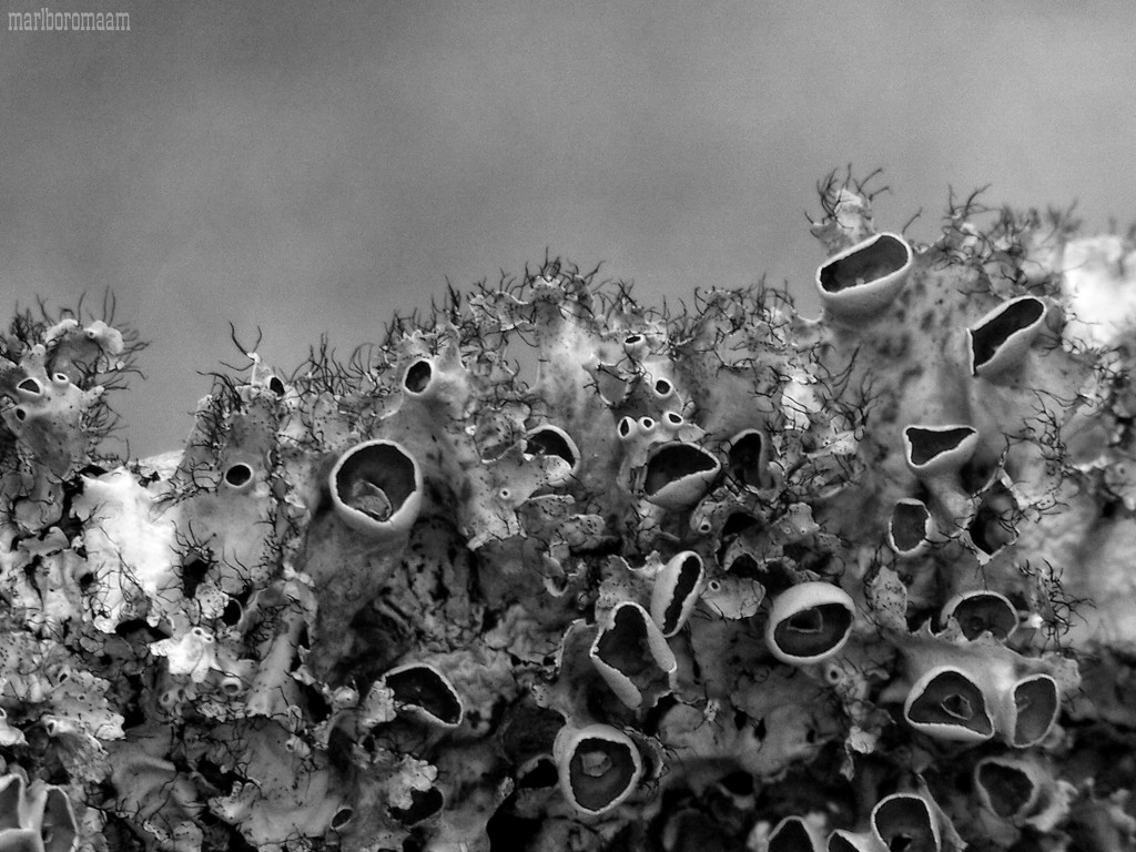 Lichen... by marlboromaam