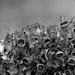 Lichen... by marlboromaam