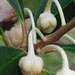 Sweet Olive Buds... by marlboromaam