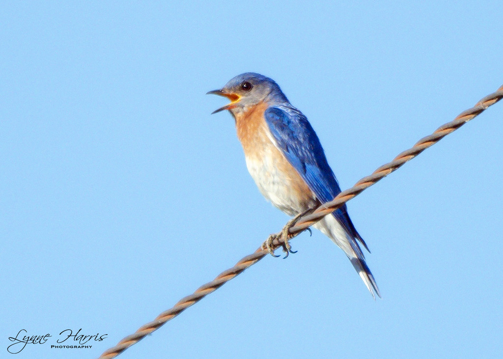 Bird on a Wire by lynne5477