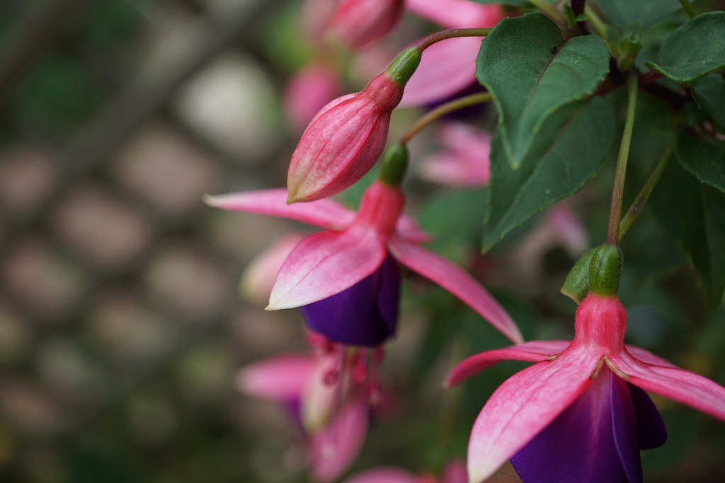 return to the garden: pink and purple by quietpurplehaze