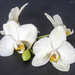 White Orchids by pcoulson