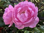 17th Sep 2020 - ‘This Sceptred Isle’ rose...