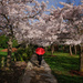 Red umbrella among the blossom by maureenpp