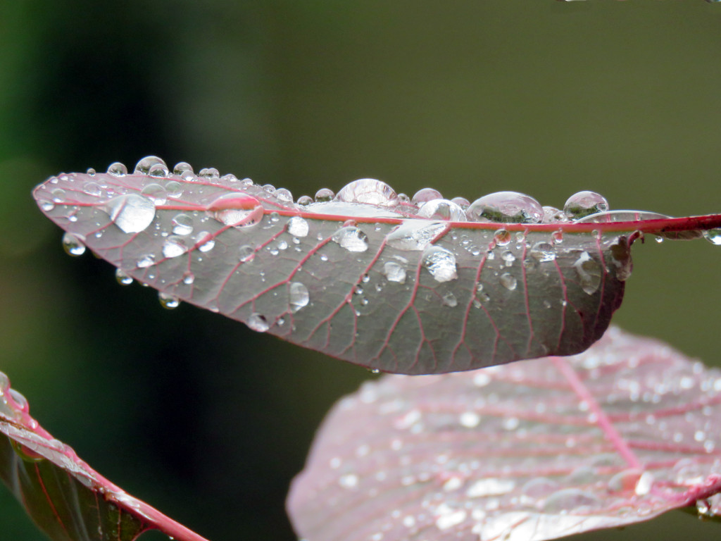Raindrops by seattlite
