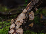 18th Sep 2020 - Fungi in the rainforest