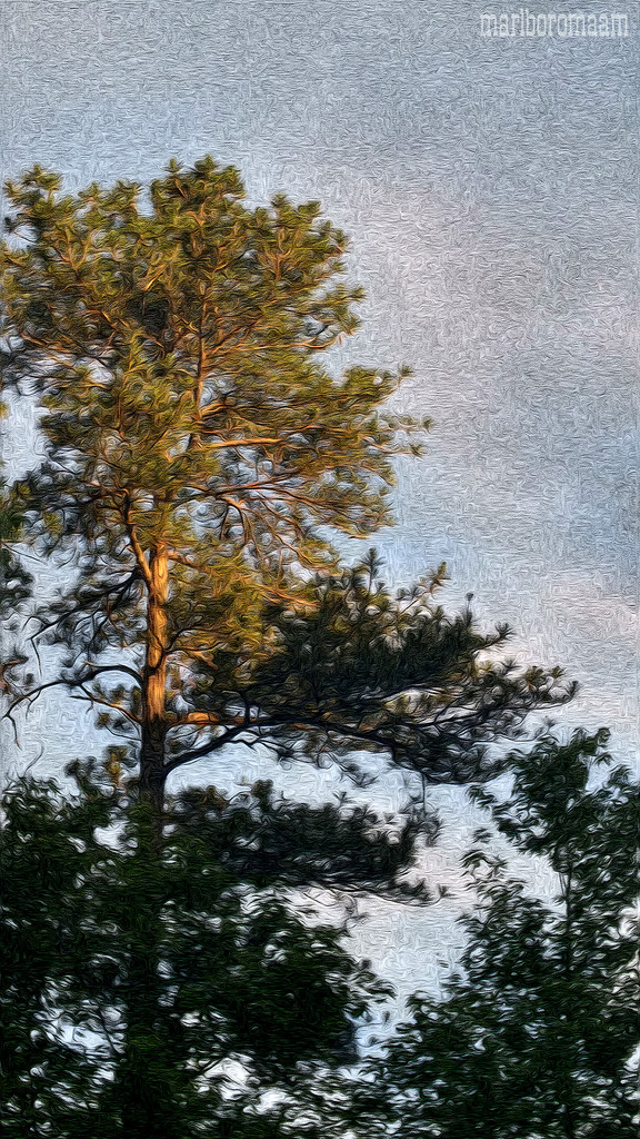Painted Carolina Long Needle Pine... by marlboromaam