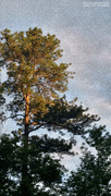 12th Jul 2020 - Painted Carolina Long Needle Pine...
