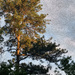 Painted Carolina Long Needle Pine... by marlboromaam