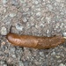 Slug by tinley23