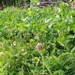 Garden mini meadow by roachling