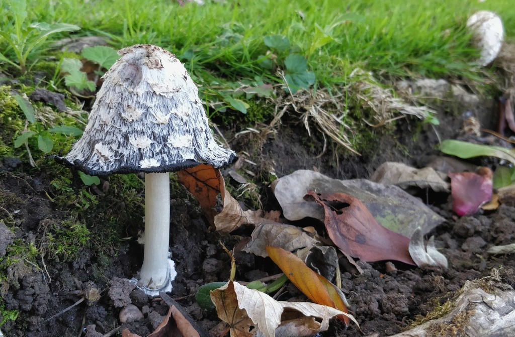 Shaggy Inkcap by roachling