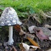 Shaggy Inkcap by roachling