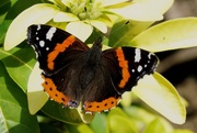 19th Sep 2020 - RED ADMIRAL