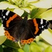 RED ADMIRAL by markp