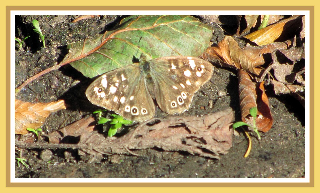 Speckled Wood. Marles Wood Nr Ribchester. by grace55