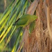 Green parrot by monicac