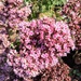 Bees on sedum by boxplayer