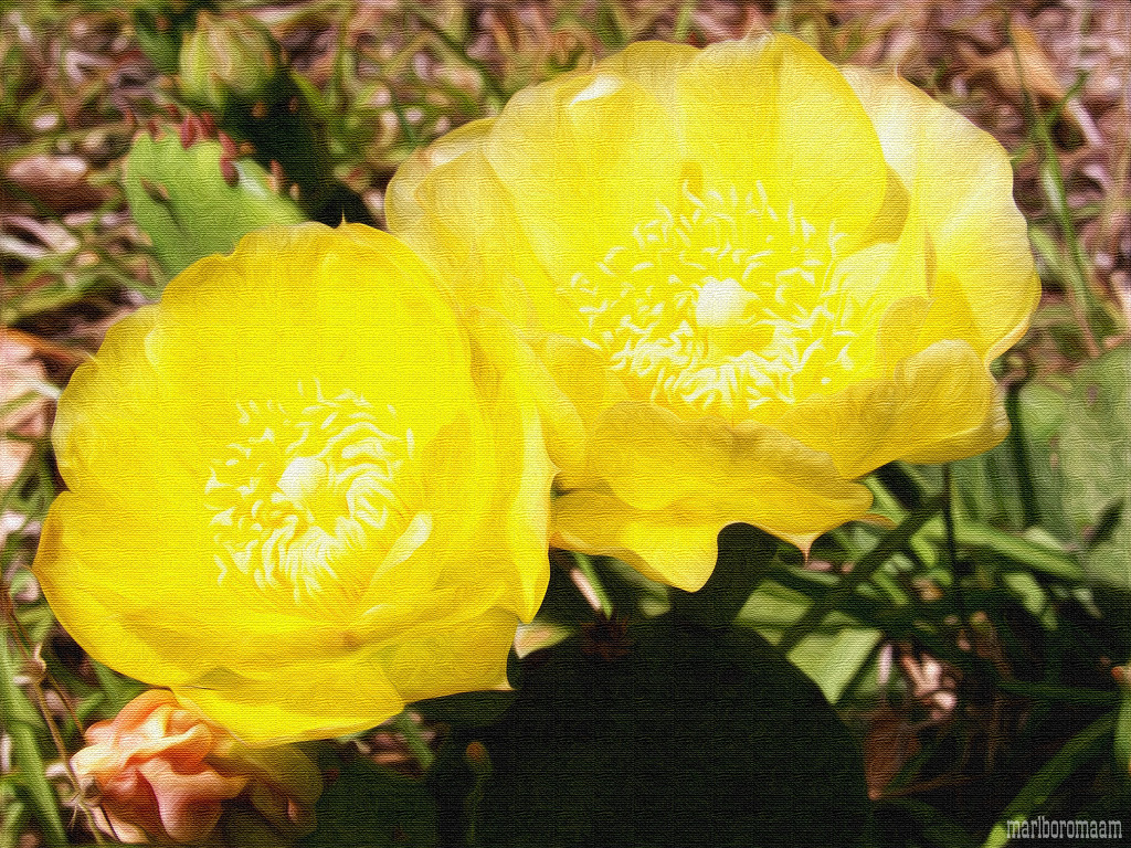 Painted Prickly Pear Blossoms... by marlboromaam