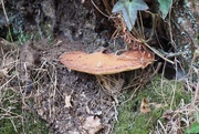 19th Sep 2020 - Flying Toadstool, at rest. 