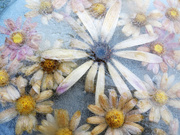 18th Sep 2020 - daisies