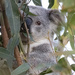 she found me again by koalagardens