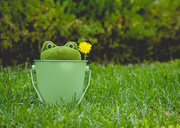 18th Sep 2020 - (Day 218) - Frog in a Bucket