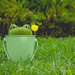 (Day 218) - Frog in a Bucket by cjphoto