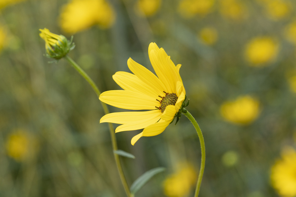 Swamp Sunflower by k9photo