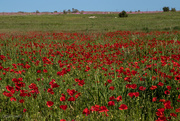 18th Sep 2020 - Poppies, glorious poppies