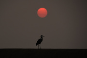 17th Sep 2020 - Great Blue Heron and Kansas Sunset