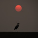 Great Blue Heron and Kansas Sunset by kareenking