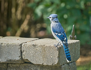 19th Sep 2020 - Another Day, Another Bluejay