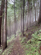 19th Sep 2020 - Cedar forest