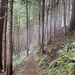 Cedar forest by jgpittenger
