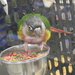 Parrot at Pet Store  by sfeldphotos