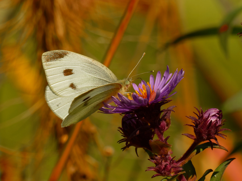 cabbage white butterfly by rminer
