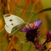 cabbage white butterfly by rminer