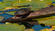 19th Sep 2020 - painted turtle
