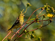 19th Sep 2020 - american goldfinch