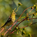 american goldfinch by rminer