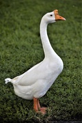 19th Sep 2020 - White Chinese Goose