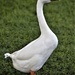 White Chinese Goose by chejja