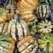 Pumpkins season is starting ! by cocobella