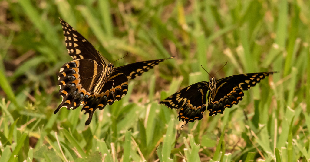 Butterflys Playing Chase! by rickster549