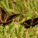 Butterflys Playing Chase! by rickster549