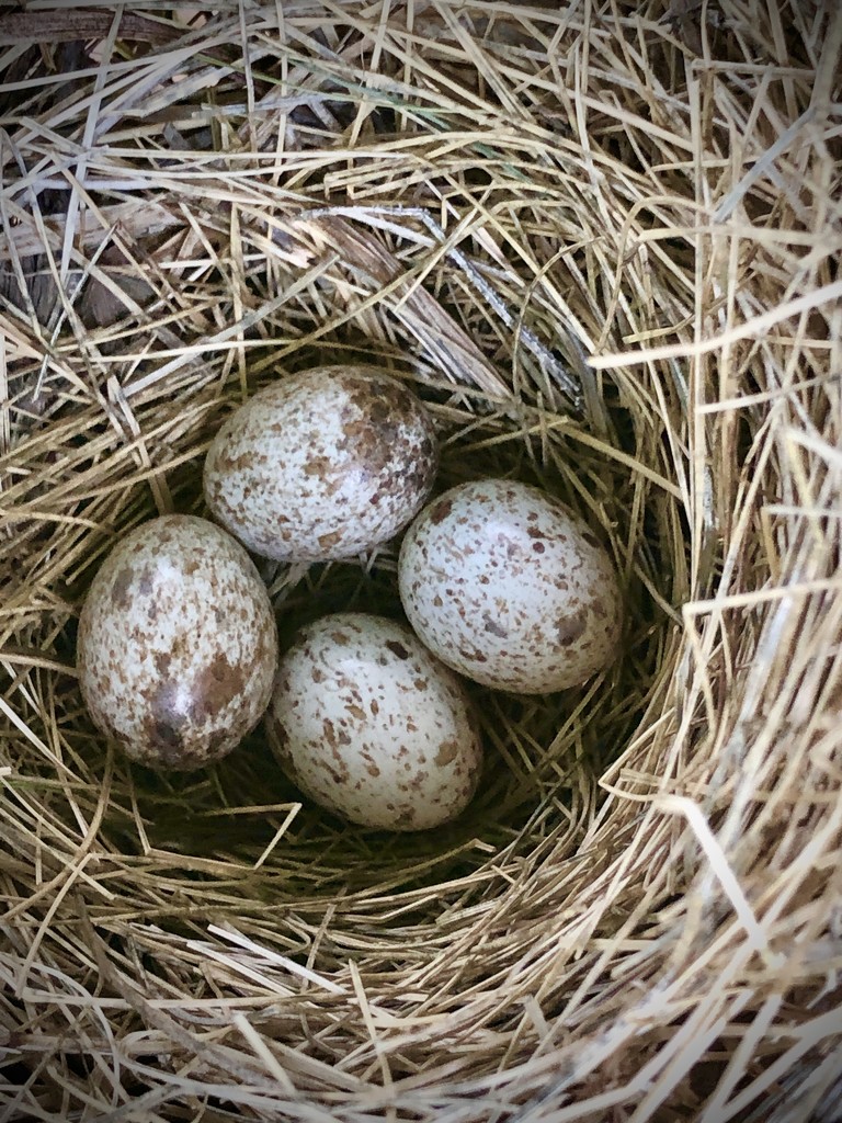 20200509_cardinal eggs by pennyrae