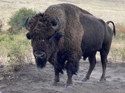 19th Sep 2020 - Bison